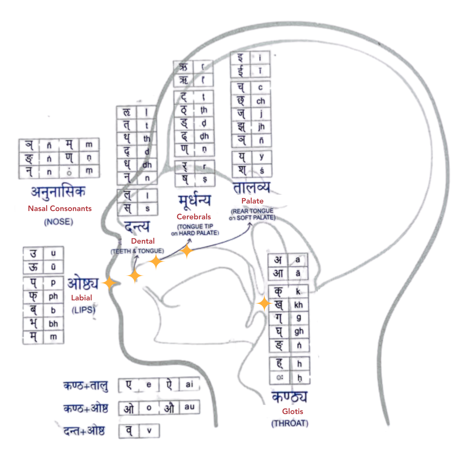 Sanskrit uchcharan sthan diagram — kantha, talu, murdha, danta and oshtha - Sanskrit Varnamala